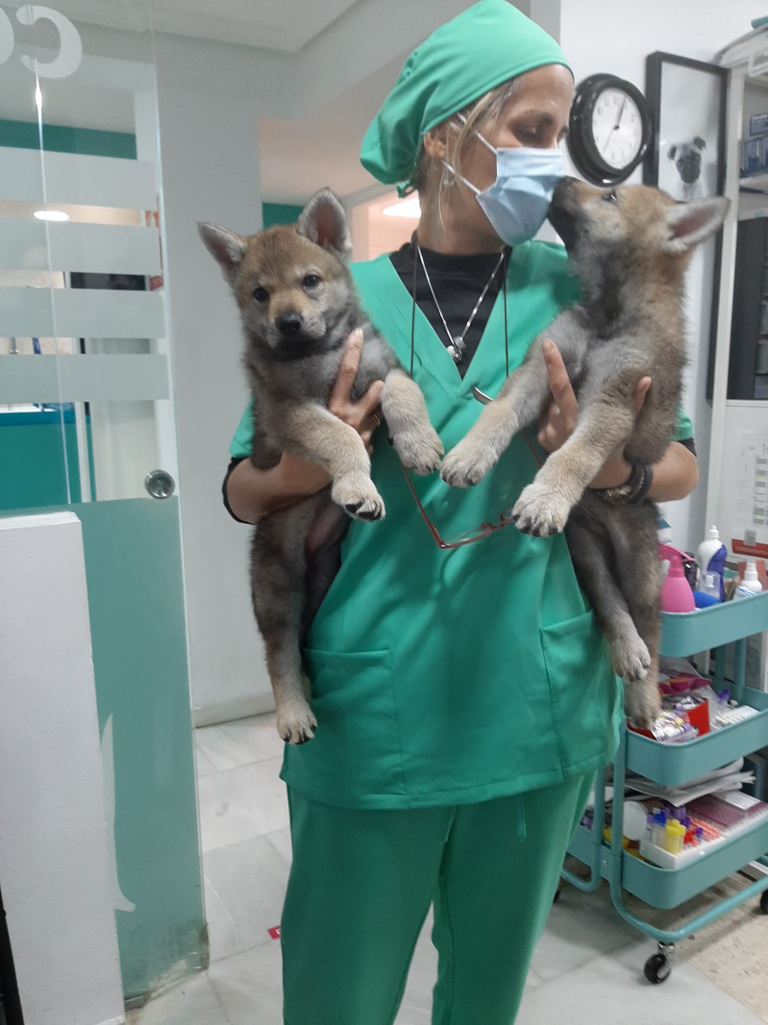 Quirófano de MiVet Centro Veterinario