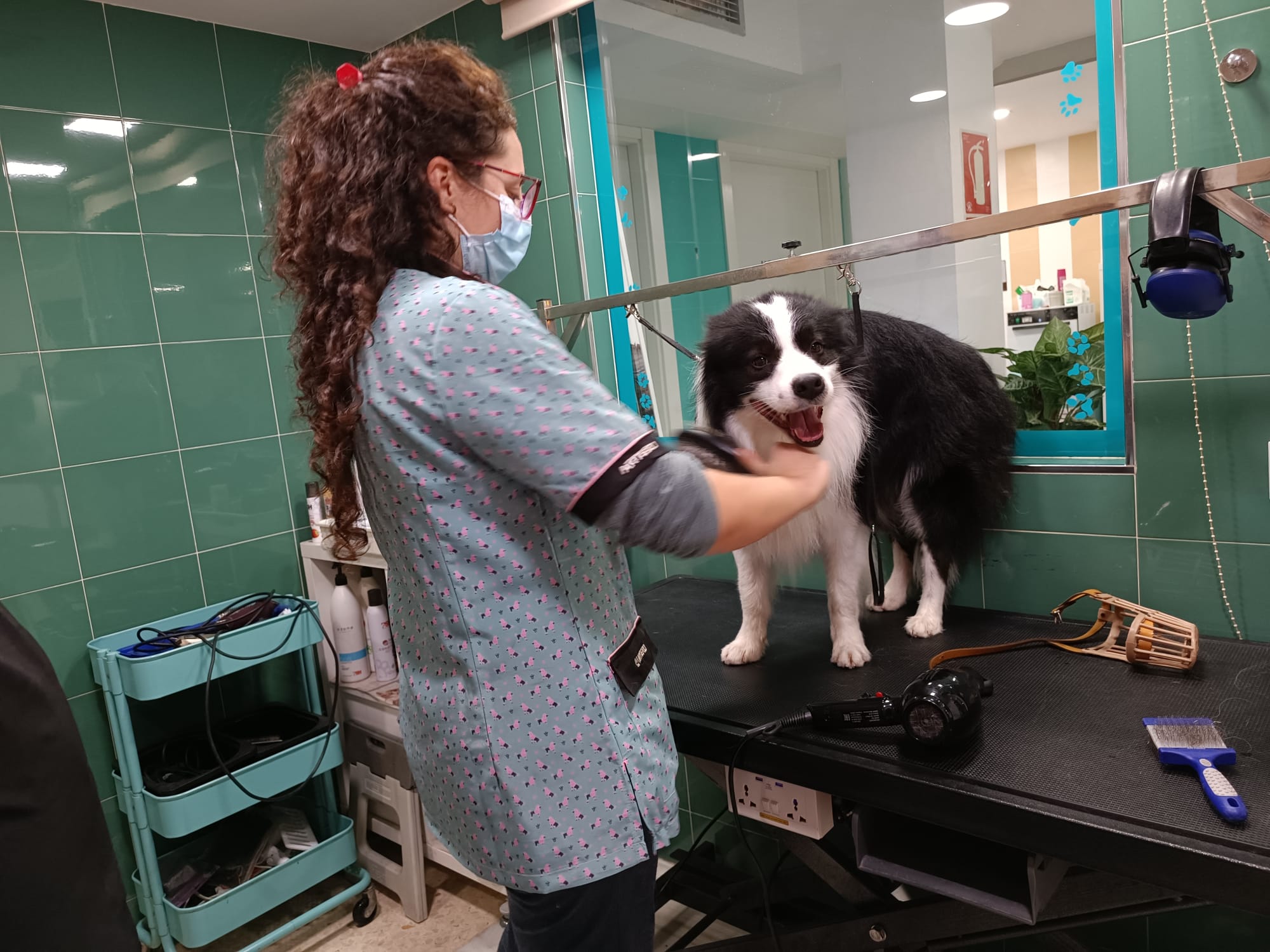 Grooming profesional: perro recibiendo peluquería especializada y baño con productos de calidad